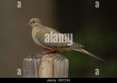 Un lutto colomba, appollaiato su un palo di legno Shot in Atlanta Foto Stock