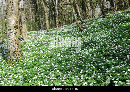 Legno Anemone Anemone nemorosa , che cresce su un vecchio bosco di querce Carmarthenshire Galles Cymru REGNO UNITO GB Foto Stock