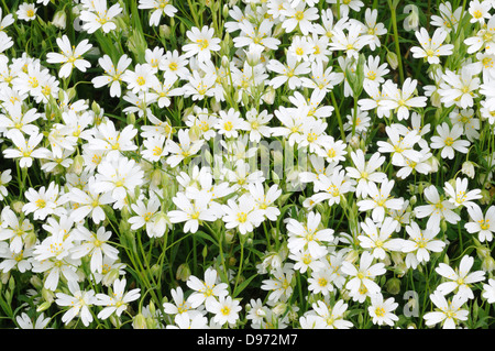 Maggiore stitchwort stellaria holotea piccoli fiori bianchi che crescono in una siepe Foto Stock