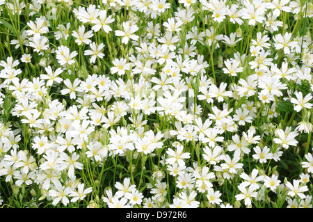 Maggiore stitchwort stellaria holotea piccoli fiori bianchi che crescono in una siepe Foto Stock