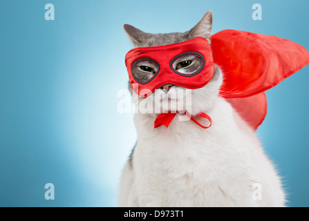 Cat adornata in red cape e maschera in studio contro sfondo blu Foto Stock