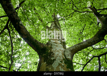 Tronco e foglie di un Europeo faggio (Fagus sylvatica) Foto Stock