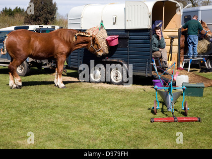 Suffolk Punch cavallo a metà e West Suffolk visualizza, Stonham fienili, Suffolk, Inghilterra Foto Stock