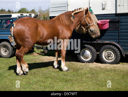 Suffolk Punch cavallo a metà e West Suffolk visualizza, Stonham fienili, Suffolk, Inghilterra Foto Stock