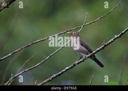 Spectacled Tordo (Turdus nudigenis) Foto Stock