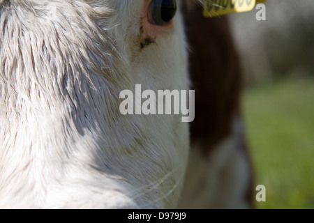 In prossimità della testa e gli occhi mandria di puro Hereford bestiame al Boyton paludi, Suffolk, Inghilterra Foto Stock