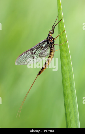 Dark Mayfly Ephemera vulgata spinner Foto Stock