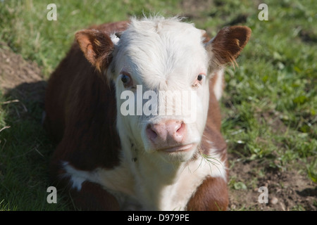 I giovani vitelli nella mandria di puro Hereford bestiame al Boyton paludi, Suffolk, Inghilterra Foto Stock