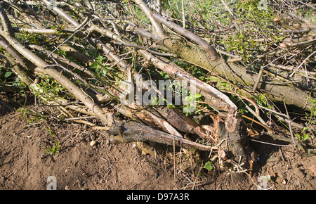 Hedge posa per rinnovare vecchie siepe, Suffolk, Inghilterra Foto Stock