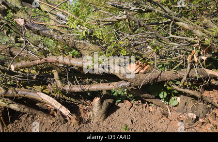 Hedge posa per rinnovare vecchie siepe, Suffolk, Inghilterra Foto Stock