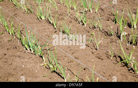 Cipolle crescente in allotment garden, Shottisham, Suffolk, Inghilterra Foto Stock