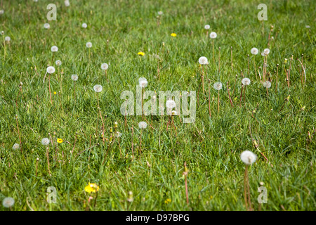 Le piante di tarassaco, Taraxacum officinale, in fiore e con teste di seme che cresce in erba prato, Suffolk, Inghilterra Foto Stock