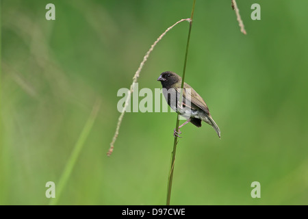 Nero-di fronte Grassquit (Tiaris bicolore) Foto Stock