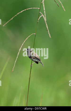 Nero-di fronte Grassquit (Tiaris bicolore) Foto Stock