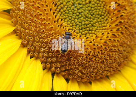 Leaf Cutter Bee sui semi di girasole Foto Stock