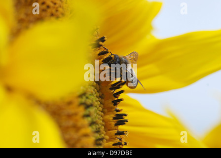 Leaf Cutter Bee raccogliere il polline di girasole Foto Stock