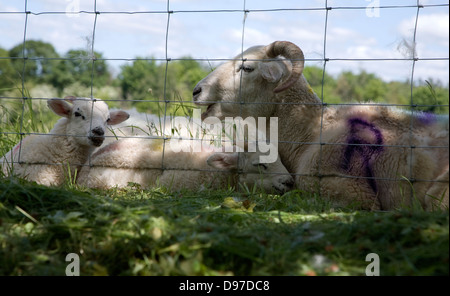 Mother sheep with her baby lambs lying by a wire fence in a field, Suffolk, England Foto Stock