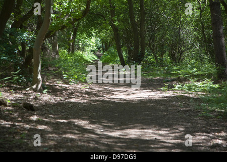 Bosco di avvolgimento via attraverso gli alberi, Suffolk, Inghilterra Foto Stock