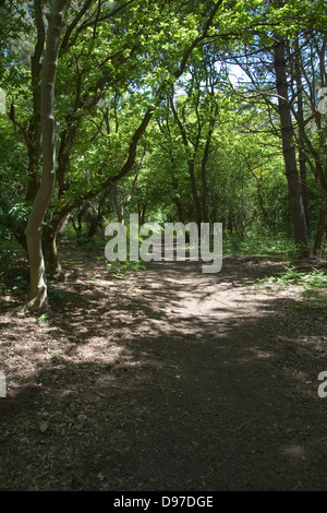 Bosco di avvolgimento via attraverso gli alberi, Suffolk, Inghilterra Foto Stock