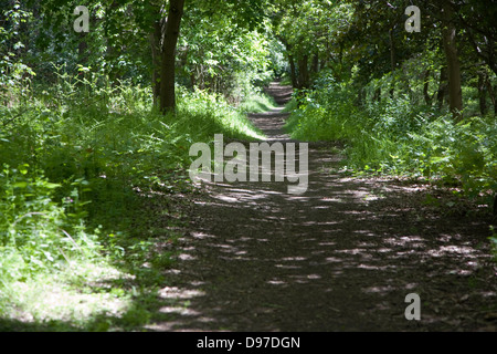 Bosco di avvolgimento via attraverso gli alberi, Suffolk, Inghilterra Foto Stock