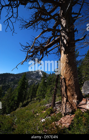 Conifere vicino al lago Tahoe California Foto Stock