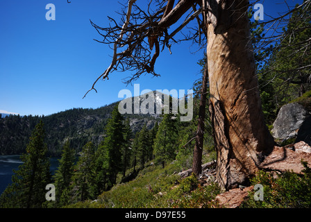 Conifere vicino al lago Tahoe California Foto Stock