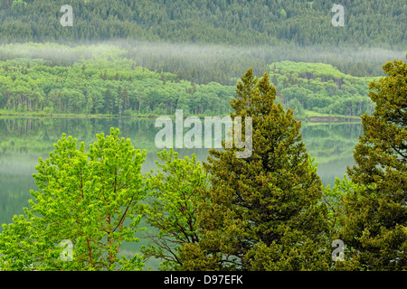 Parte inferiore di due Medicine Lago Glacier National Park Montana USA Foto Stock