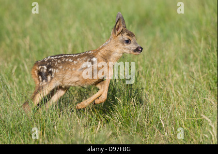 Kitz ,Reh, capriolo, fulvo, Capreolus capreolus Foto Stock