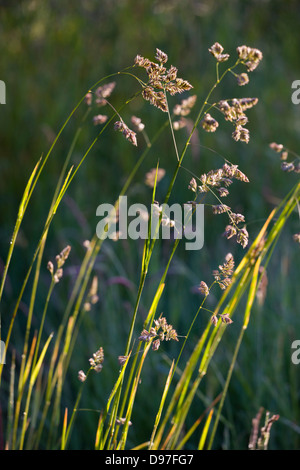 Wild Grass growing in a meadow, Devon, England. Summer (June) 2009. Foto Stock