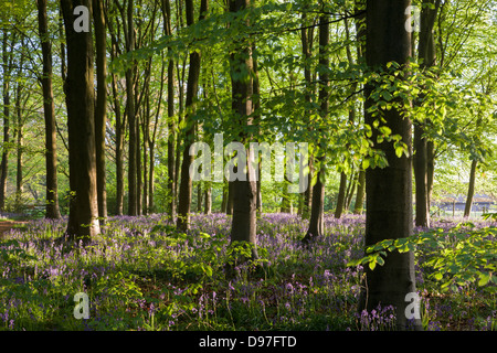 Bluebells flowering in West boschi, Marlborough, Wiltshire, Inghilterra. Molla (maggio) 2013. Foto Stock