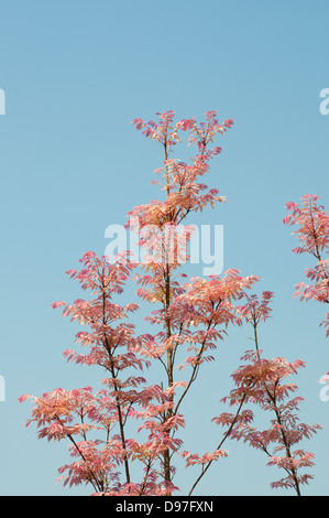 Toona sinensis "Flamingo", mogano cinese Foto Stock