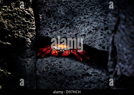 A Sally Lightfoot Crab, Puerto Egas, James Island, le Galapagos. Foto Stock