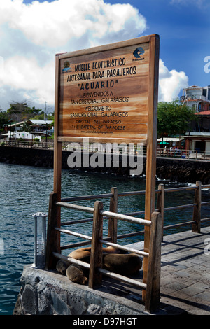 I leoni di mare salutare i ora gli arrivi al porto di Puerto Ayora, San Cristobel Isola, Galapagos. Foto Stock