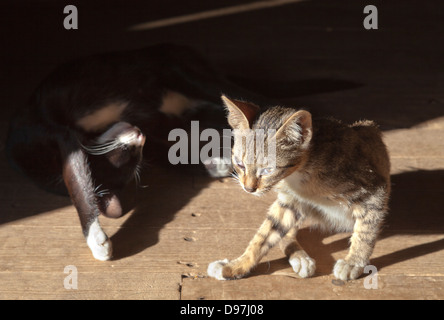 Strano golden-eyed cat all'Nga Phe Kyaung jumping cat monastero, Lago Inle Myanmar Foto Stock