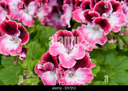 Pelargonium 'Royal Princess' Foto Stock