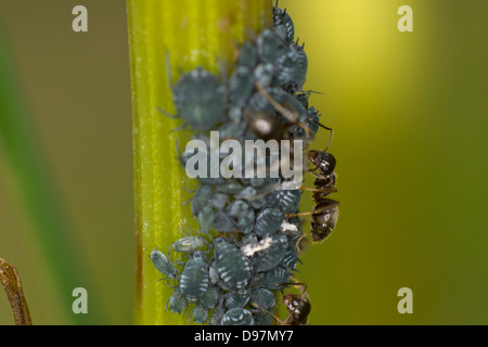 Agricoltura Ant afidi Foto Stock