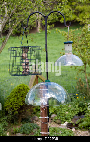 Mangiatoie per uccelli appese con protezione anti scoiattolo in giardino a Manafon, Galles, Regno Unito Foto Stock