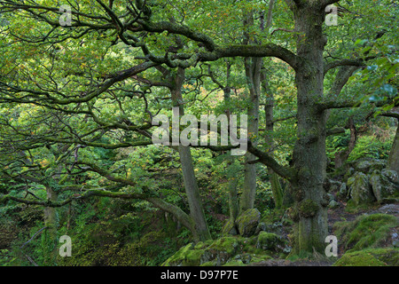 Bosco di latifoglie a inizio autunno nei pressi di Aira Force, Lake District, Cumbria, Inghilterra. In autunno (ottobre 2012). Foto Stock