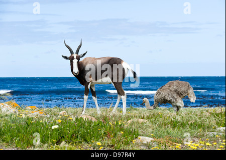 Bontebok (Damaliscus pygargus pygarus) e femmina (struzzo Struthio camelus), Capo di Buona Speranza, Western Cape, Sud Africa Foto Stock