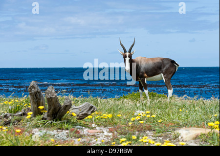 Bontebok (Damaliscus pygargus pygarus), Capo di Buona Speranza, Western Cape, Sud Africa Foto Stock