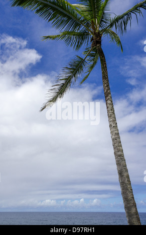 Costa di Maui con Palm tree al vento Foto Stock