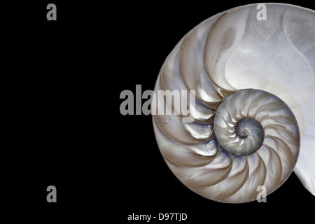 Nautilus shell.Una bella Fibonacci Foto Stock