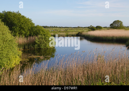 Porto di segale Riserva Naturale Habitat delle paludi di East Sussex Regno Unito GB Foto Stock