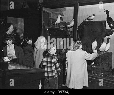 Terzo grado agli studenti la visualizzazione presenta all'interno di Burke Museum, il più antico museo universitario in Occidente Foto Stock