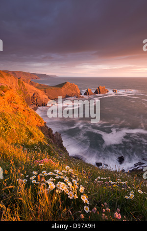 Fiori selvatici che crescono su le cime della scogliera sopra Hartland Quay, guardando verso sud al punto Screda, Devon, Inghilterra. Molla (maggio) 2013. Foto Stock