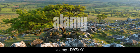 Albero di biancospino sulla brughiera, Parco Nazionale di Dartmoor, Devon, Inghilterra. Molla (Giugno) 2013. Foto Stock