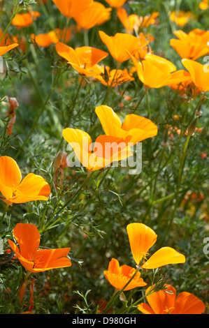 Eschscholzia californica, California, papavero papavero dorato, luce del sole della California, coppa d'oro Foto Stock