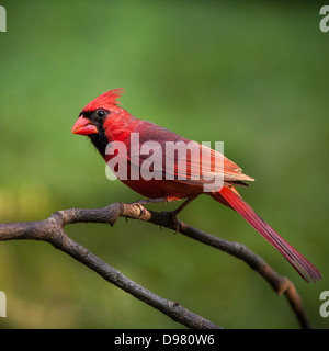 Maschio cardinale Nord appollaiato su un ramo contro uno sfondo verde Foto Stock