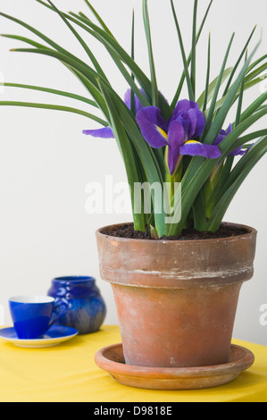 Ritratto di viola iridi olandese in un vaso in terracotta su una tabella di colore giallo nella parte anteriore di un blu tazzina. Foto Stock