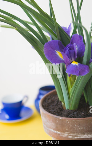 Ritratto di viola iridi olandese in un vaso in terracotta su una tabella di colore giallo nella parte anteriore di un blu tazzina. Foto Stock